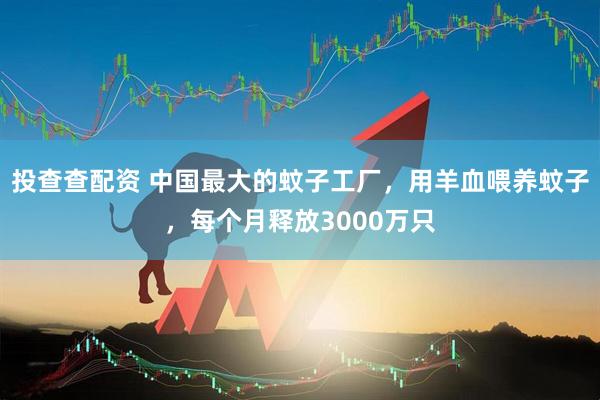 投查查配资 中国最大的蚊子工厂，用羊血喂养蚊子，每个月释放3000万只